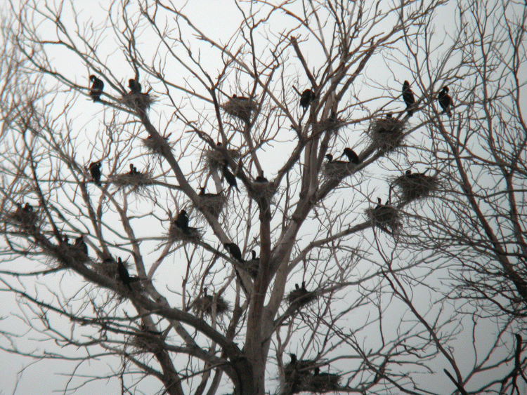 cormorant nest